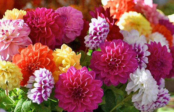 BP6 DAHLIA 6 PACK