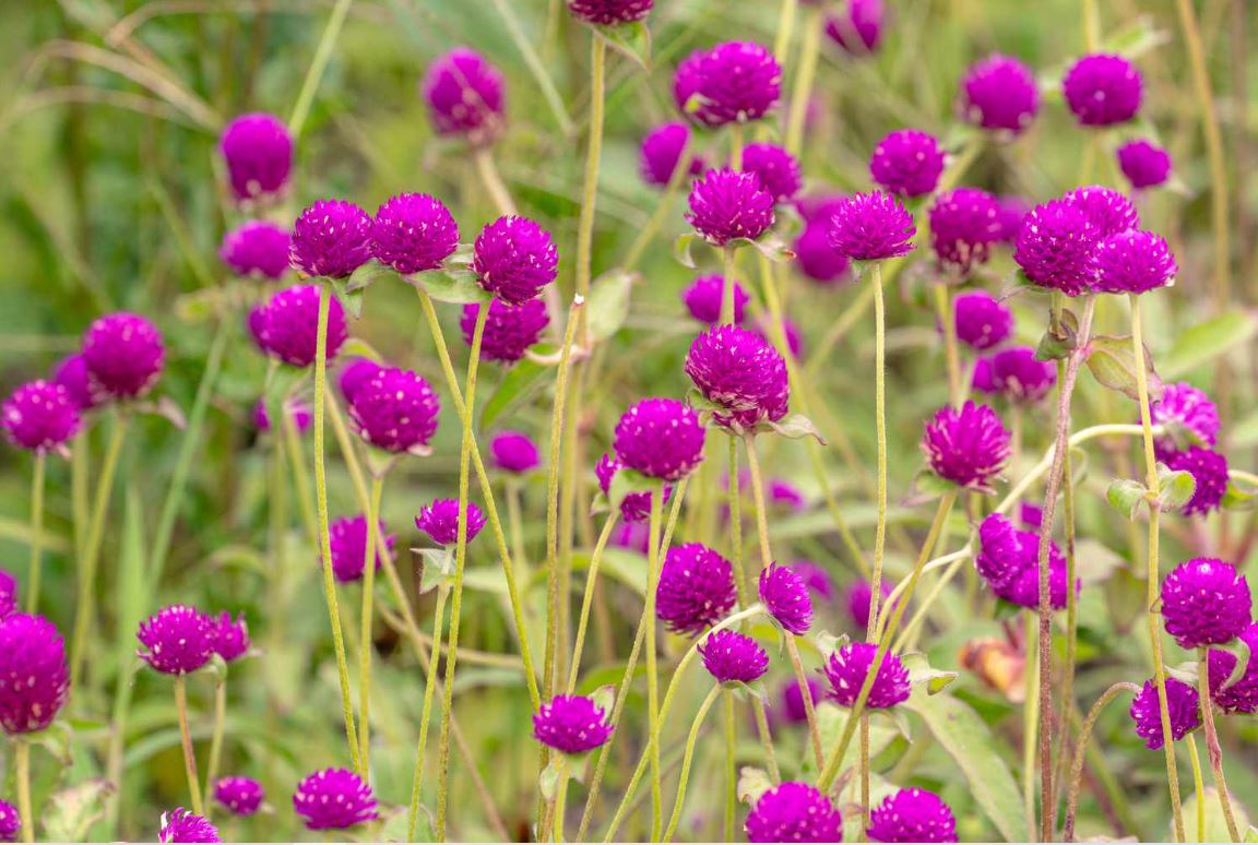 BP8 GOMPHRENA 6 PACK PLANT