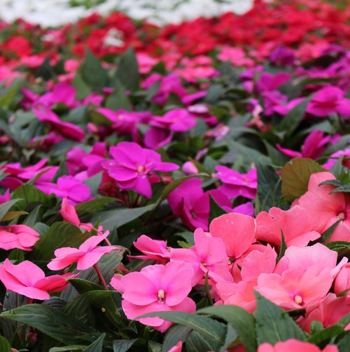 BP9 IMPATIENS 6 PACK