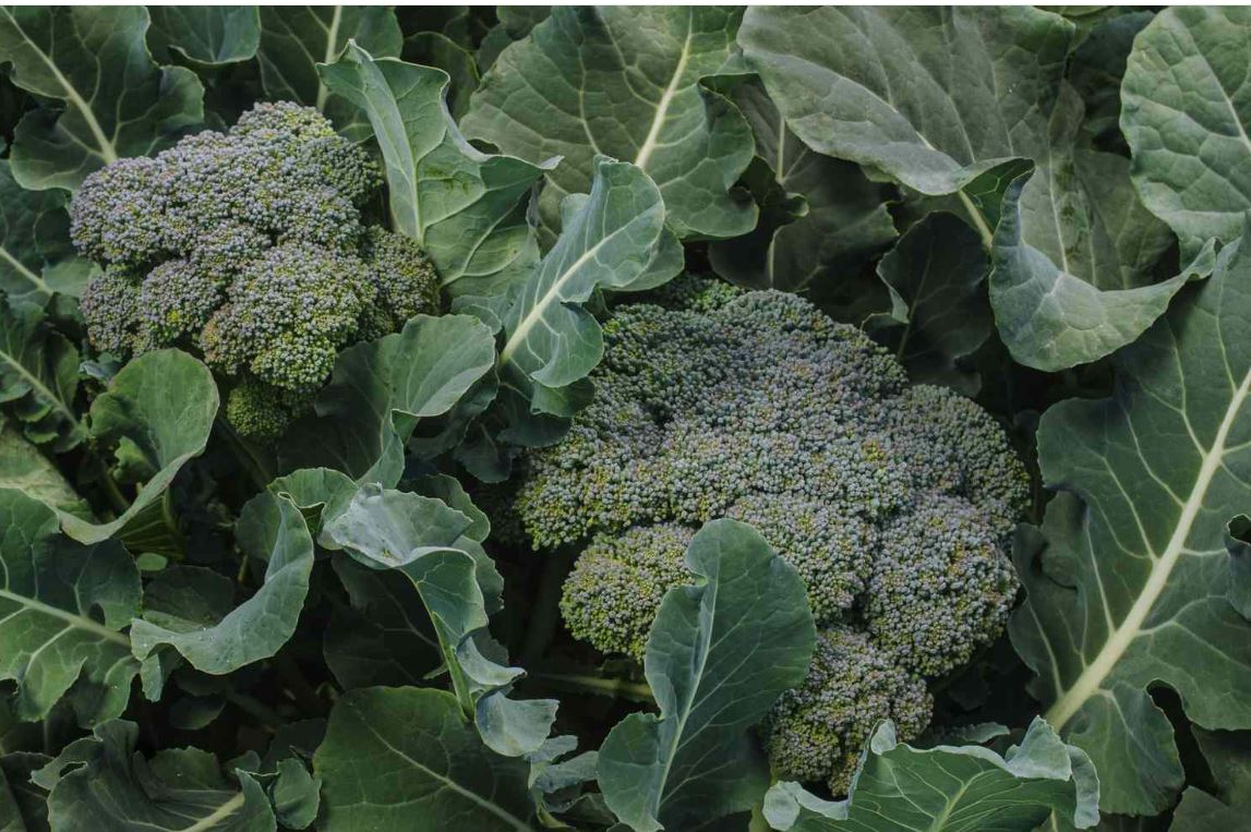 BRO5 BROCCOLI 6 PACK