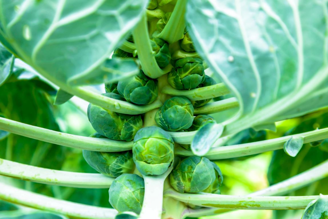 BRU2 BRUSSEL SPROUTS 6 PACK