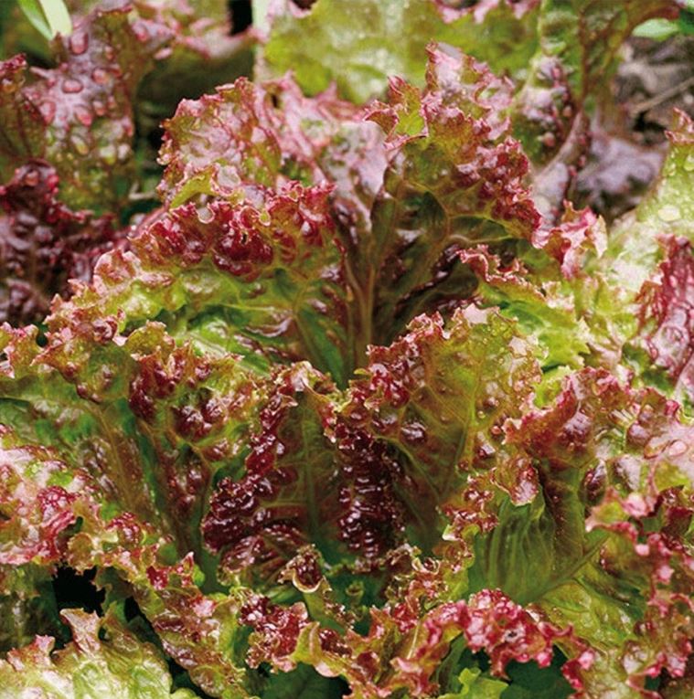 LET6 RED FIRE LETTUCE 6 PACK