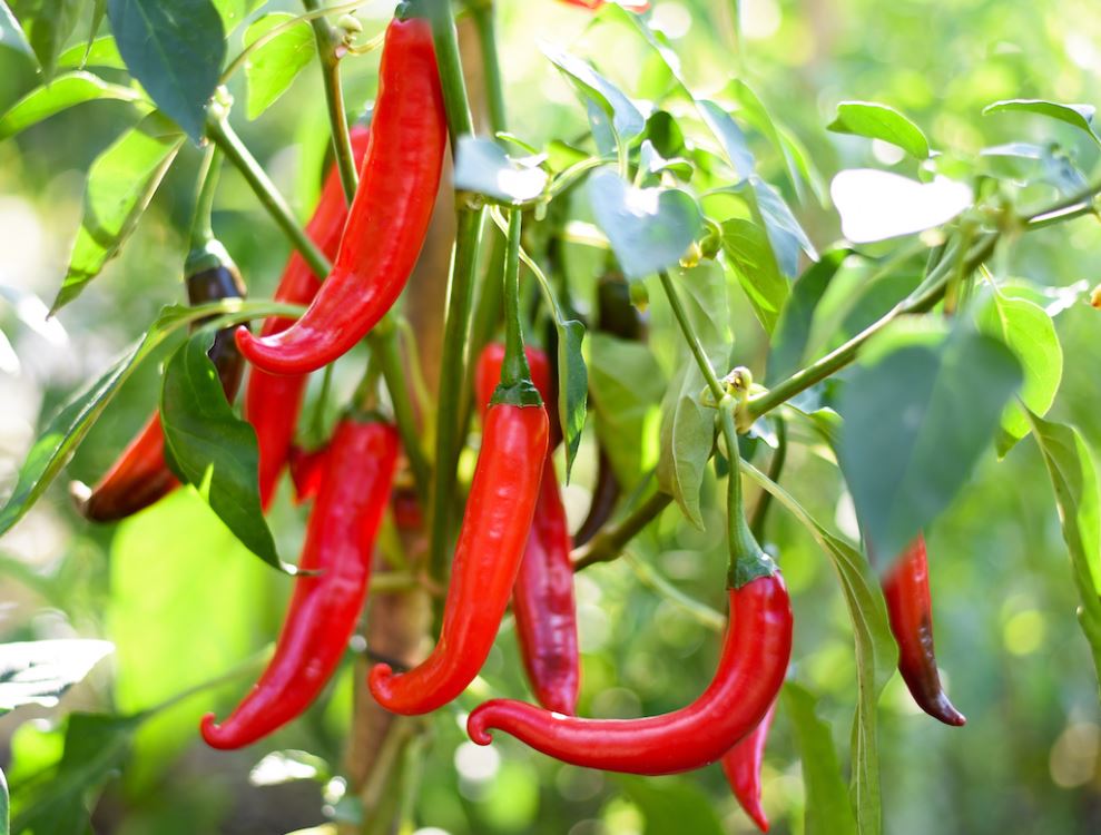 PEP11 COWHORN PEPPER 6 PACK