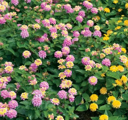 BPG4 LANTANA 1 GAL