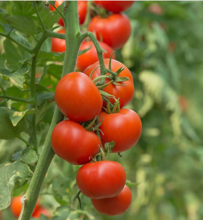 TOM15 PATIO TOMATO 6 PACK