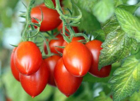 TOM16 ROMA TOMATO 6 PACK