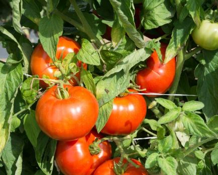 TOM17 RUTGERS TOMATO 6 PACK