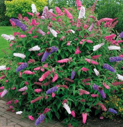 BPG5 BUDDLEIA 1 GAL