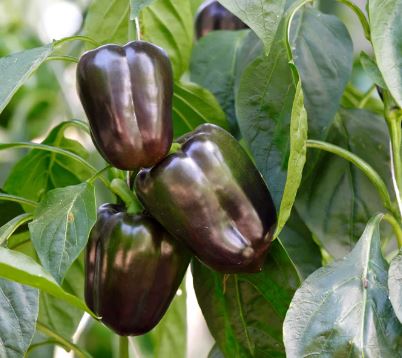 PEP5 CHOCOLATE BELL PEP 6PK