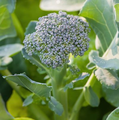 B10 GREEN BROCCOLI BUNDLE