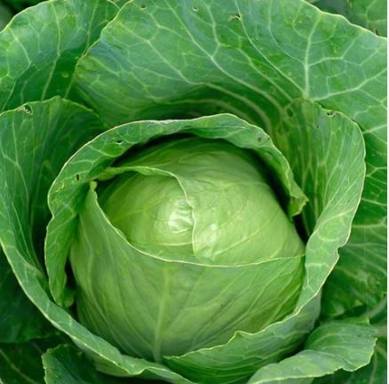 B11 BRAVO CABBAGE BUNDLE