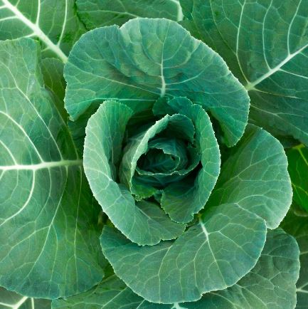 B12 MORRIS HEAD COLLARD BUNDLE