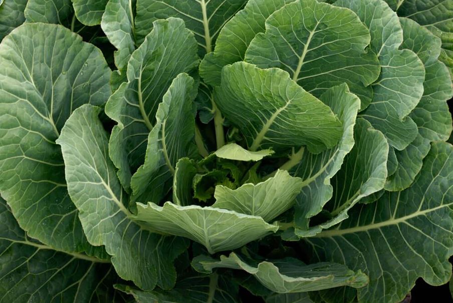 B13 TOP BUNCH COLLARDS BUNDLE
