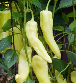 B14 HOT BANANA PEPPER BUNDLE