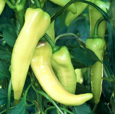 B15 SWEET BANANA PEPPER BUNDLE