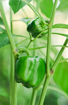 B16 GREEN BELL PEPPER BUNDLE