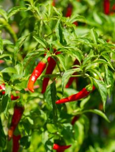 B17 CAYENNE PEPPER BUNDLE