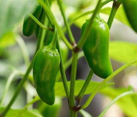 B18 JALAPENO PEPPER BUNDLE
