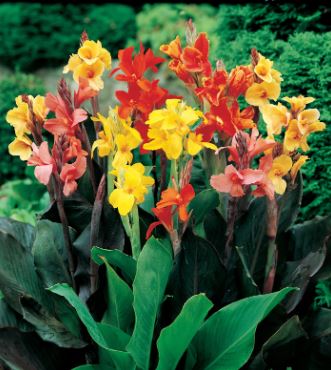 BPG6 CANNA LILY 1 GAL