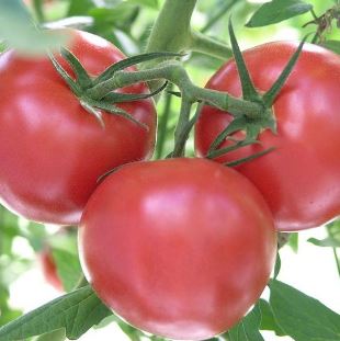 B19 AMELIA 0800 TOMATO BUNDLE