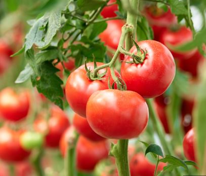 B20 BETTER BOY TOMATO BUNDLE