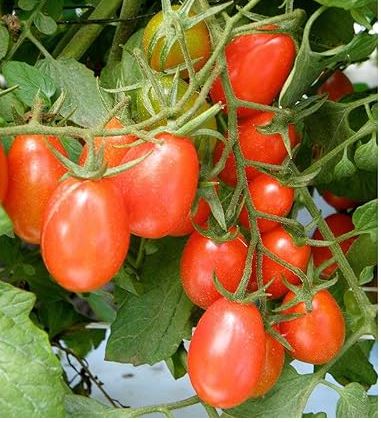 B21 RED BOUNTY TOMATO BUNDLE