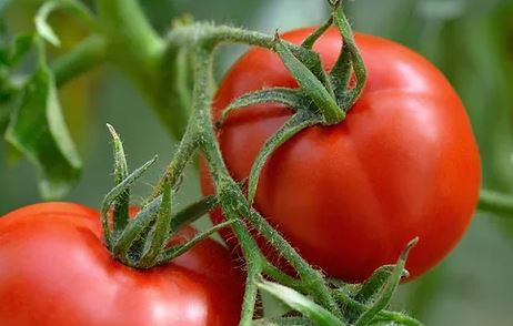 B22 RUTGERS TOMATO BUNDLE