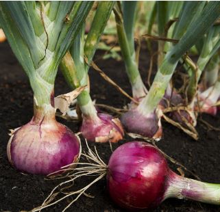 B23 RED HUNTER ONION BUNDLE