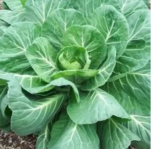 B25 GEORGIA COLLARDS BUNDLE