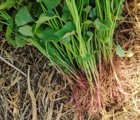 B28 SWEET POTATO BUNDLE