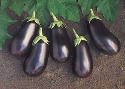 B33 SANTANA EGGPLANT BUNDLE