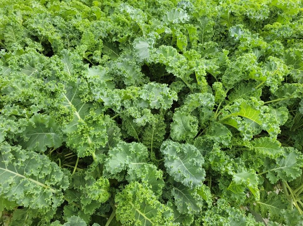B34 WINTERBOR KALE BUNDLE