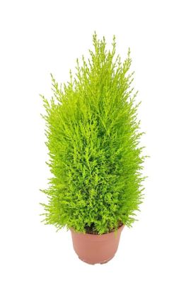 BPG7 CUPRESSUS 1GAL