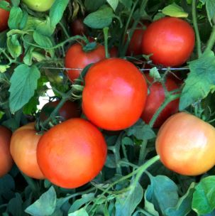 B35 RED SNAPPER TOM BUNDLE