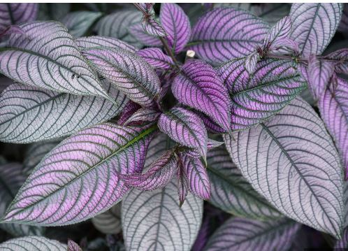BP400 STROBILANTHES 4" POT