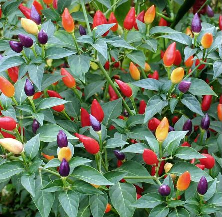 "BP403 ORNAMENTAL PEPPER 4"" POT