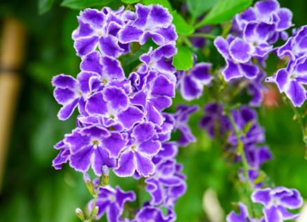 BP405 DURANTA 4" POT