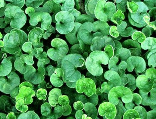 BP407- DICHONDRA 4" POT