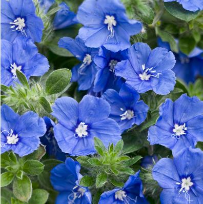 BP408 EVOLVULUS 4" POT