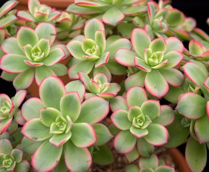 BP409 AEONIUM 4" POT