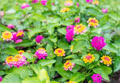 BP41 LANTANA 4" POT