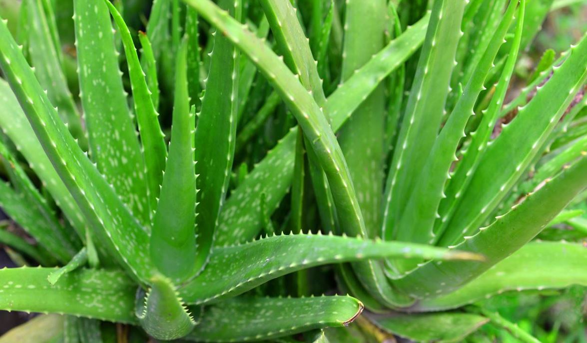 BP410 ALOE VERA 4" POT