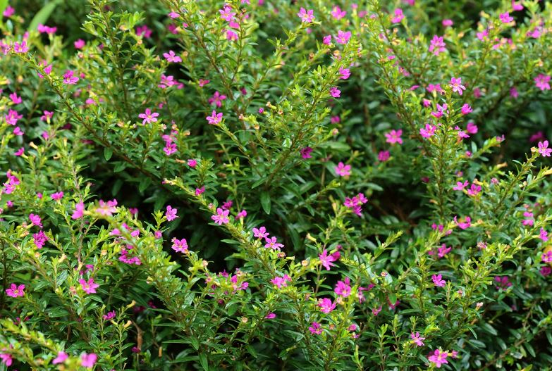 BP411 MEXICAN HEATHER 4" POT