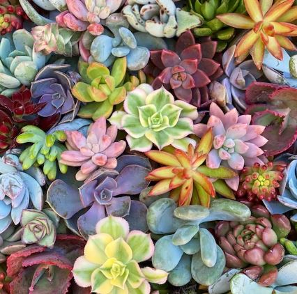 BP412 SUCCULENT 4" POT