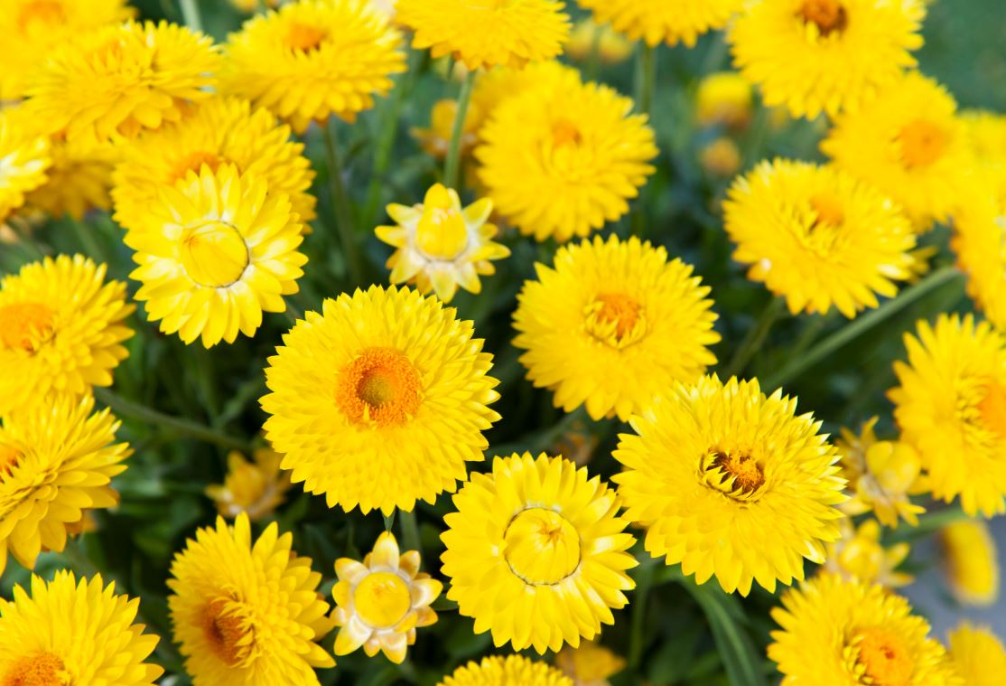 BP414 BRACTEANTHA 4" POT