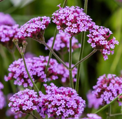 BP415 VERBENA 4" POT