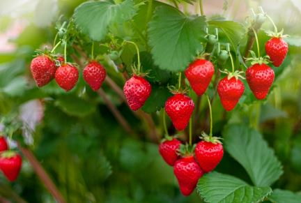 BP417 STRAWBERRY 4" POT