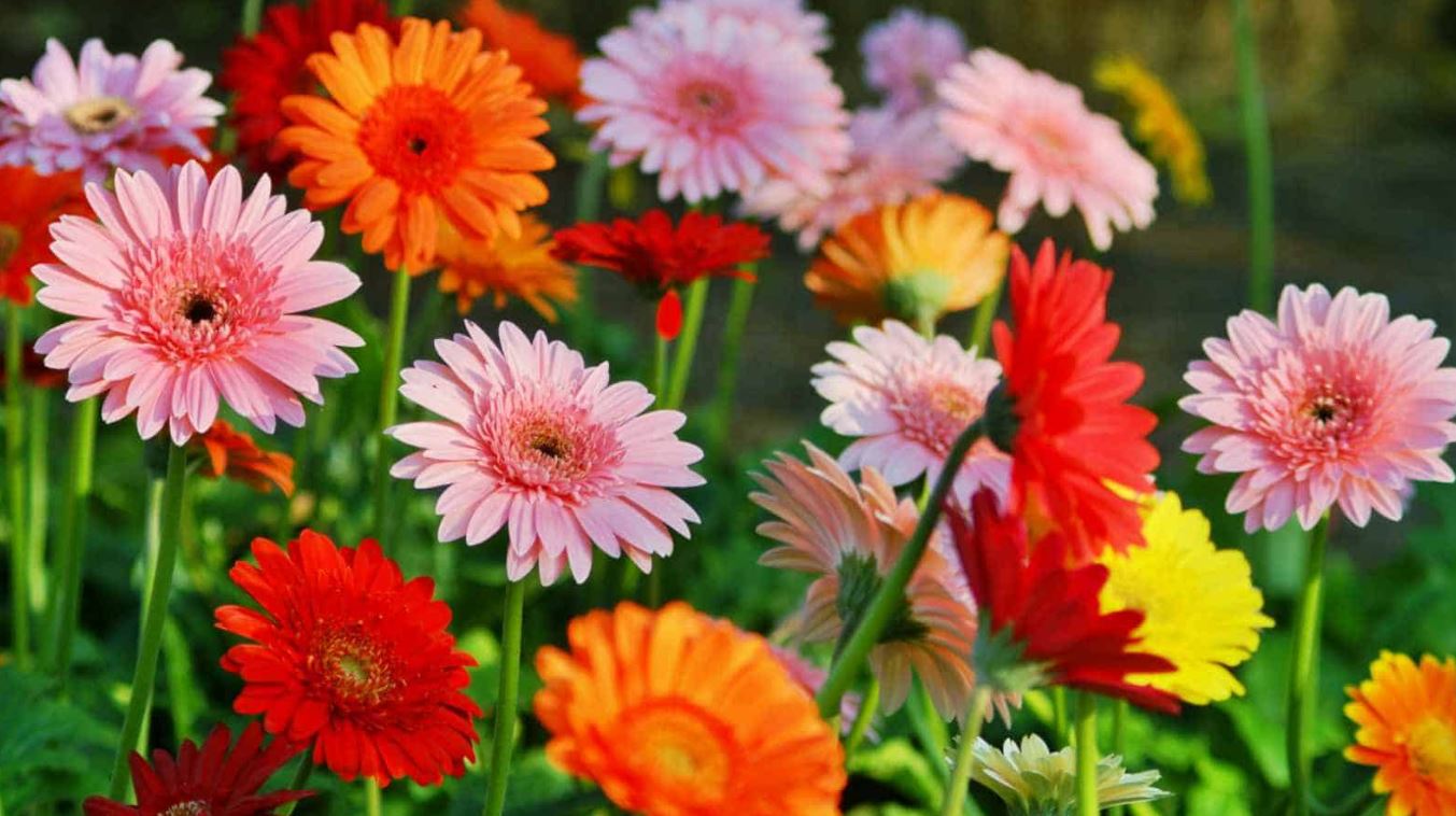 BP42 GERBER DAISY 4" POT