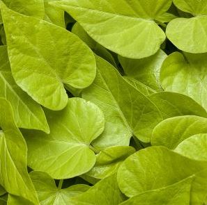 BP421 POTATO VINE 4" POT