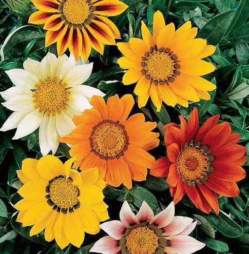 BP423 GAZANIA DAYBREAK MIX 4"